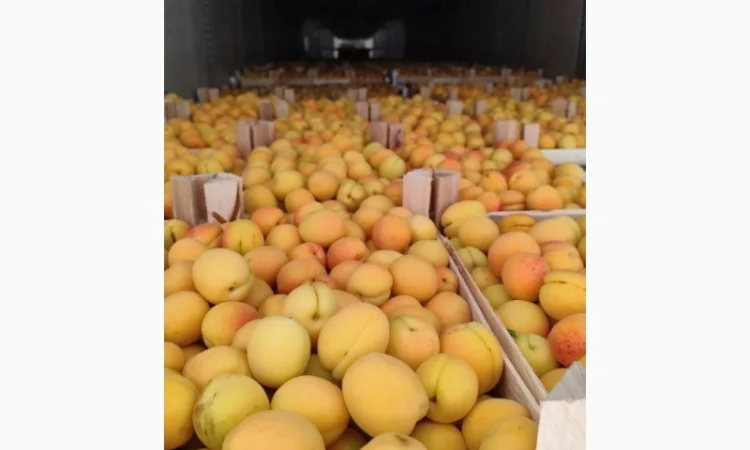 Продам молдавский абрикос - фото № 13