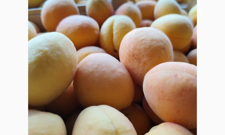 Продам молдавский абрикос - фото № 11