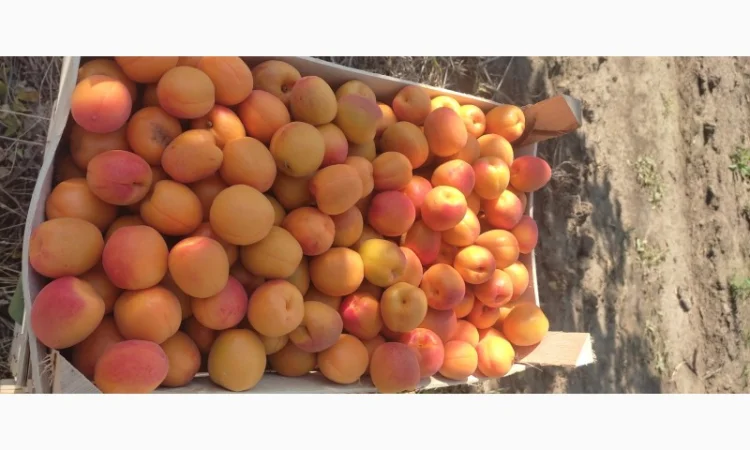 Продам качественный молдавские абрикосы - фото № 1