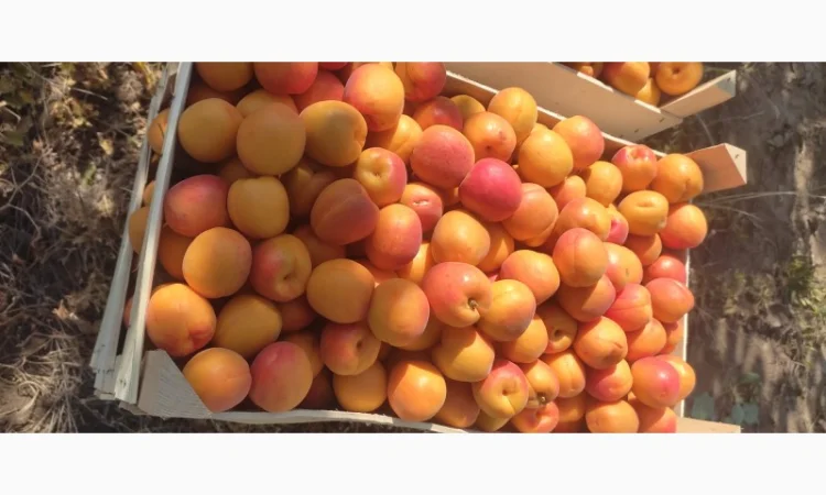 Якісні молдавські абрикоси на продажу - фото № 2