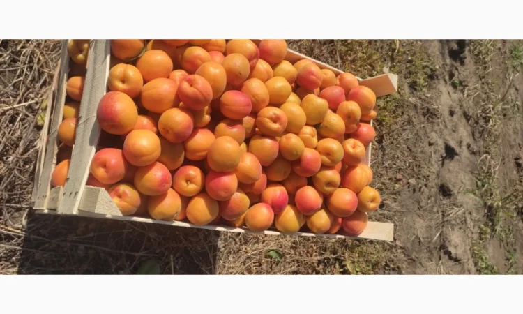 Продам качественный молдавские абрикосы - фото № 2