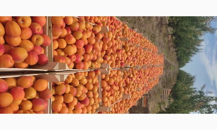 Продам качественный молдавские абрикосы - фото № 3