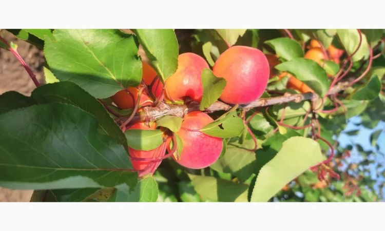 Продам качественный молдавские абрикосы - фото № 5