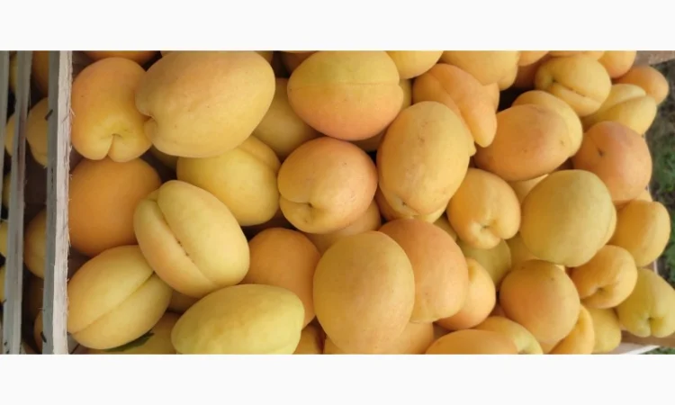 Продам абрикосы из Молдовы - фото № 1