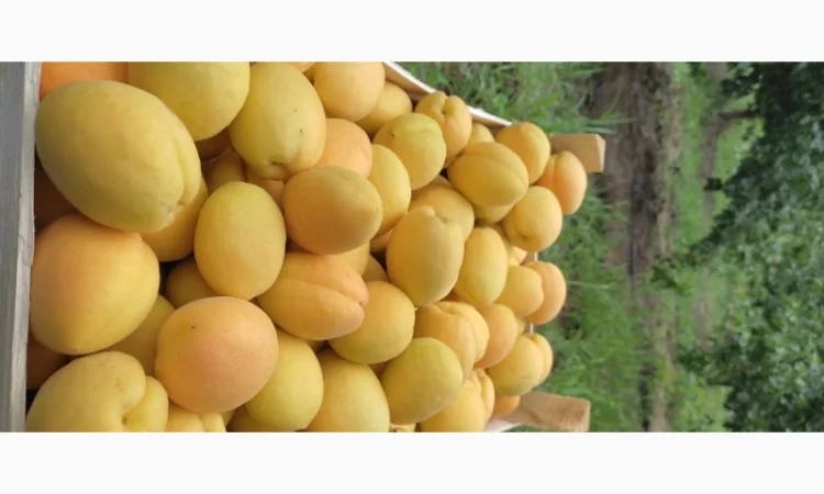 Продам абрикосы из Молдовы - фото № 2
