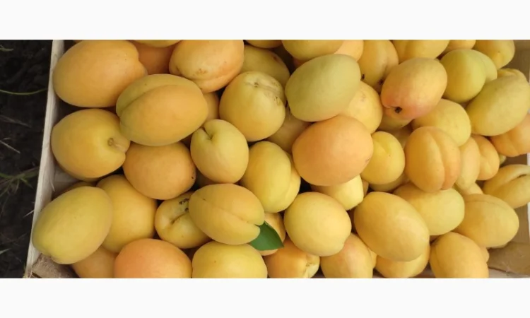 Продам абрикосы из Молдовы - фото № 3