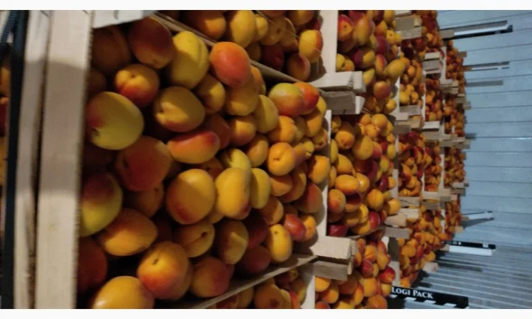 Продам молдавский абрикос отличного качества - фото № 1