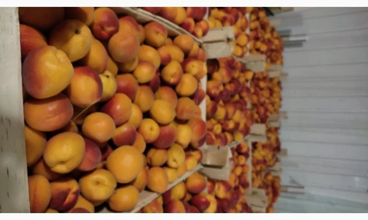 Продам молдавский абрикос отличного качества - фото № 2