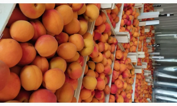 Продам молдавский абрикос отличного качества - фото № 4