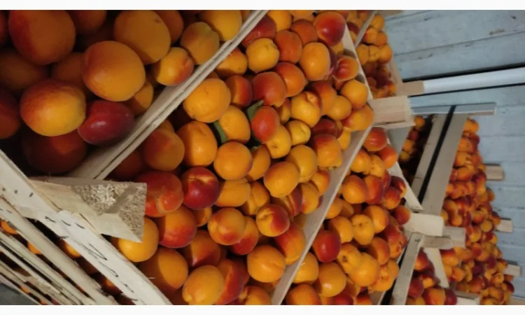 Продам молдавский абрикос отличного качества - фото № 5