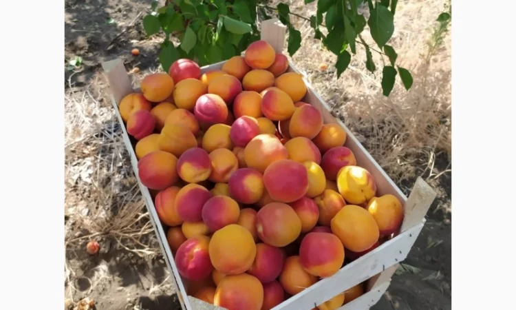 Абрикос из солнечной Малдовы - фото № 1