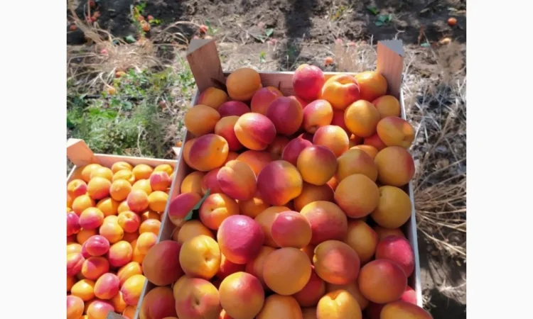 Абрикос из солнечной Малдовы - фото № 2