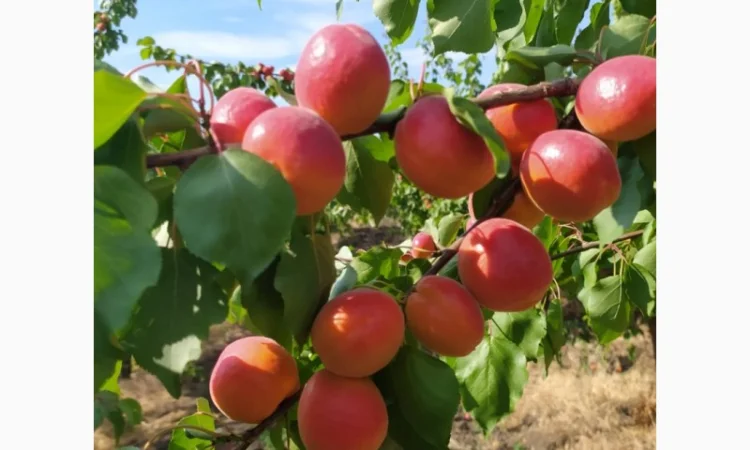 Абрикос из солнечной Малдовы - фото № 3