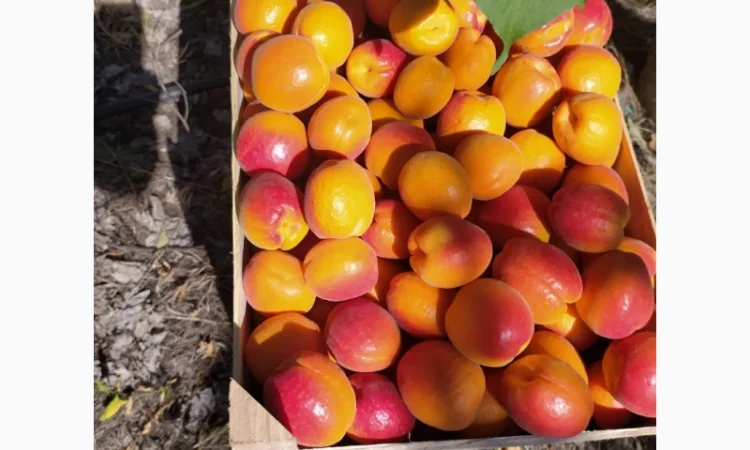 Абрикос из солнечной Малдовы - фото № 4