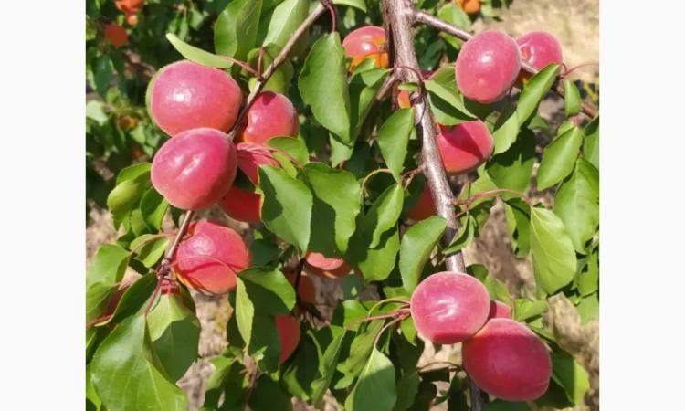 Абрикос из солнечной Малдовы - фото № 5