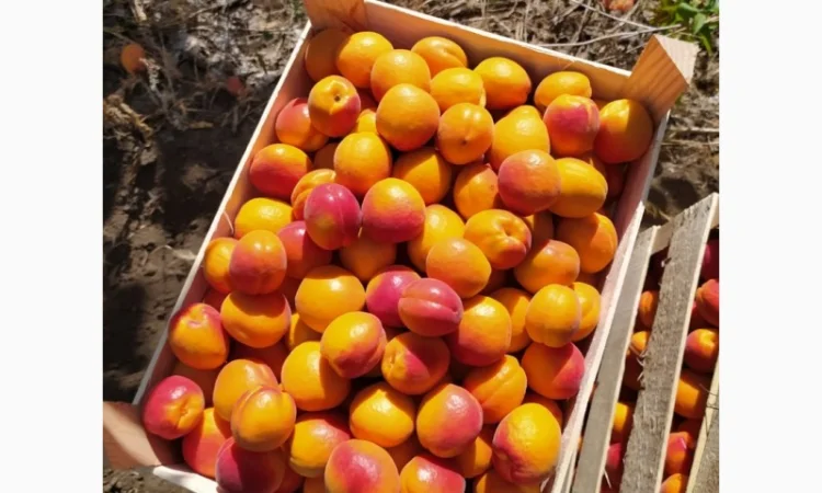 Абрикос из солнечной Малдовы - фото № 6