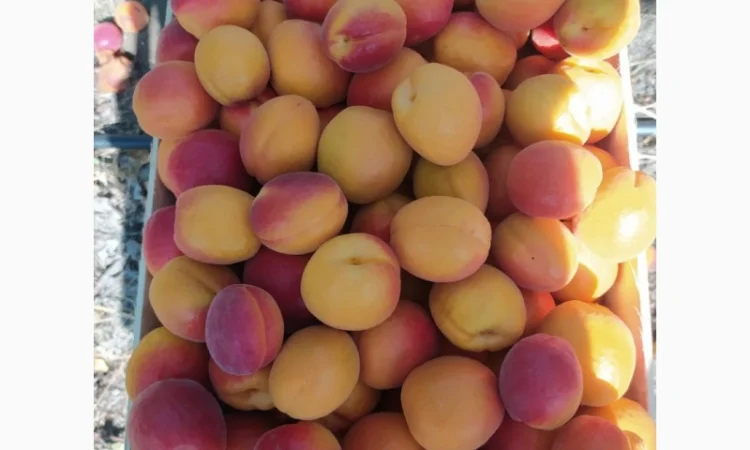 Абрикос из солнечной Малдовы - фото № 7