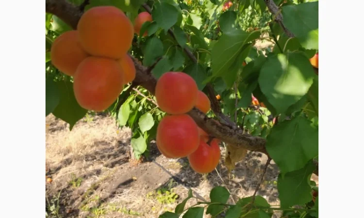 Абрикос из солнечной Малдовы - фото № 8