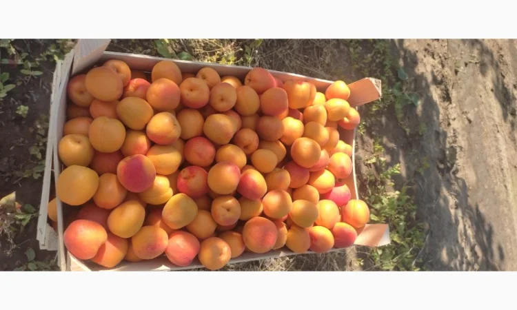 Продам качественный сладкий абрикос - фото № 1