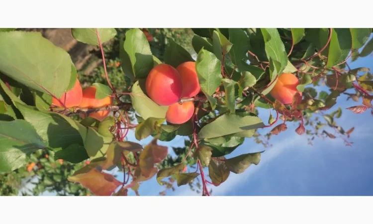 Продам качественный сладкий абрикос - фото № 2