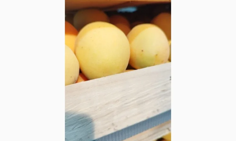 Пропонується молдавська ананаска відмінної якості - фото № 2