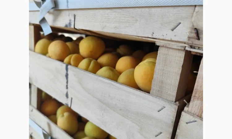 Продам абрикосы отличного качества - фото № 1