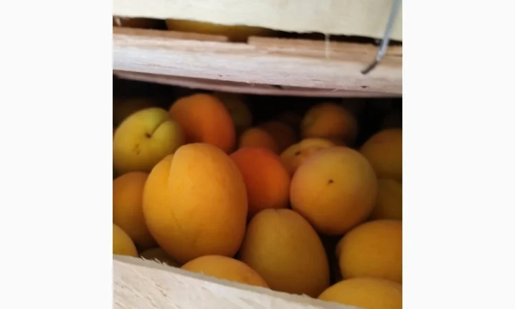 Продам абрикосы отличного качества - фото № 9