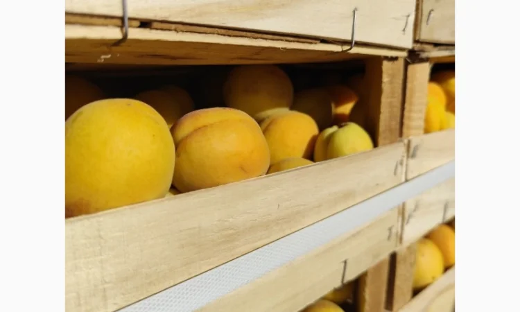 Продам абрикосы отличного качества - фото № 3