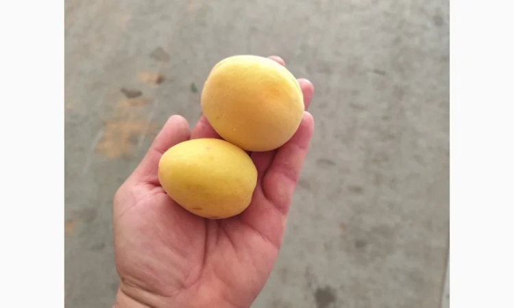 Продам абрикосы отличного качества - фото № 4