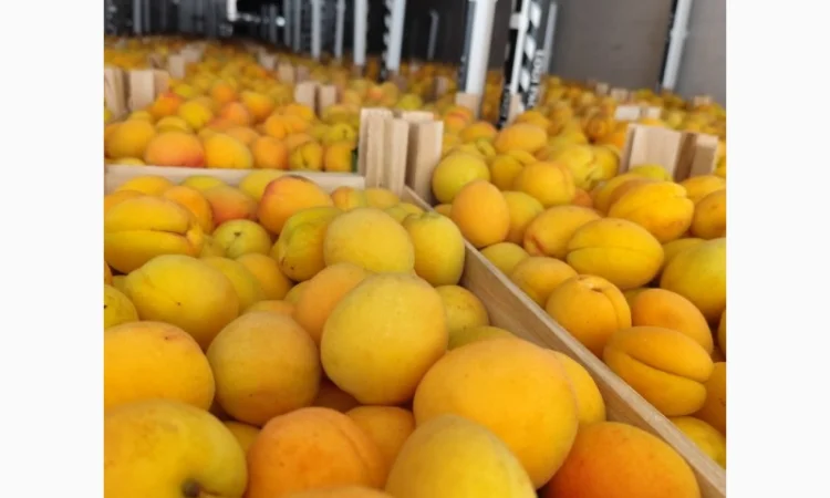 Продам абрикосы отличного качества - фото № 5