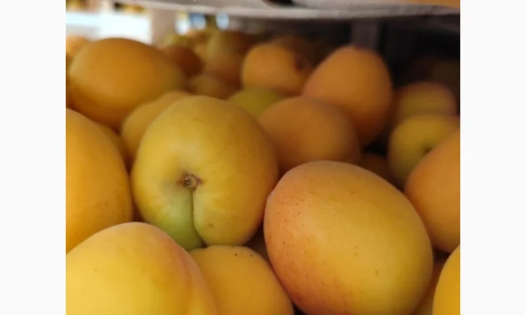 Продам абрикосы отличного качества - фото № 6