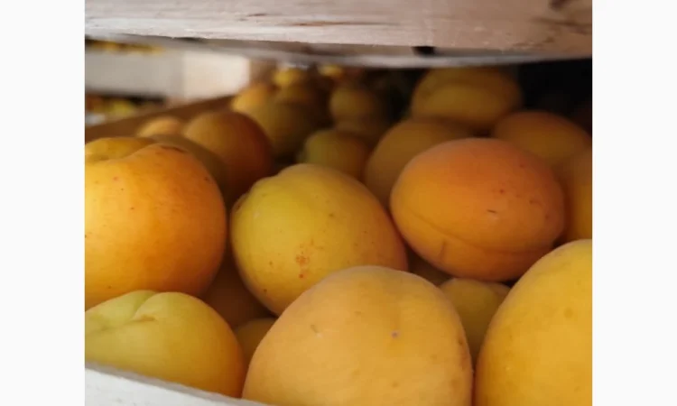 Продам абрикосы отличного качества - фото № 7