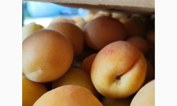 Пропонуються абрикоси високої якості - фото № 8