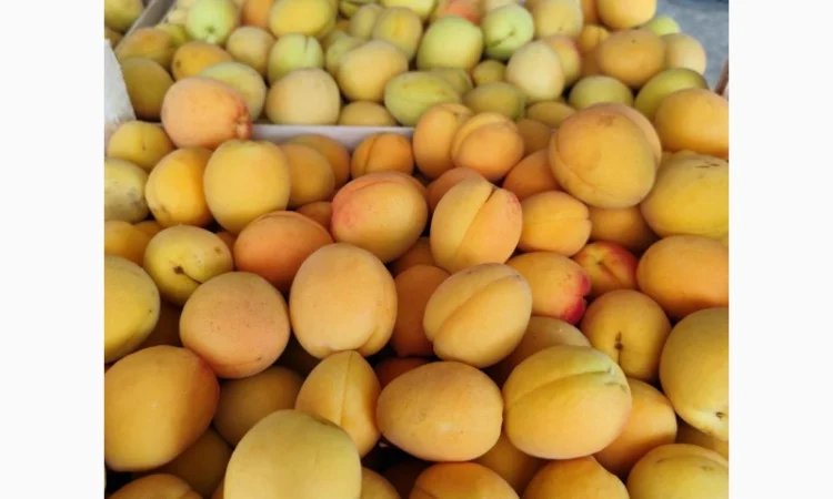 Продам абрикосы отличного качества - фото № 8