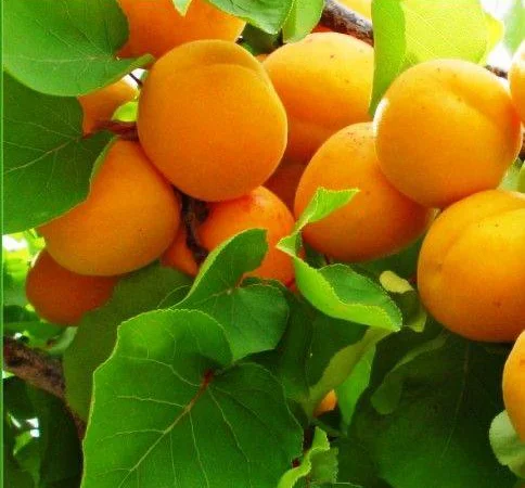 Куплю оптом абрикос від 1 тони - фото № 1