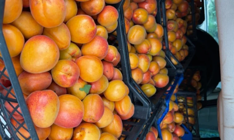 Продам абрикосу - фото № 1