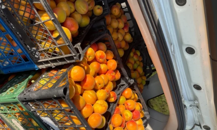 Продам абрикосу - фото № 4