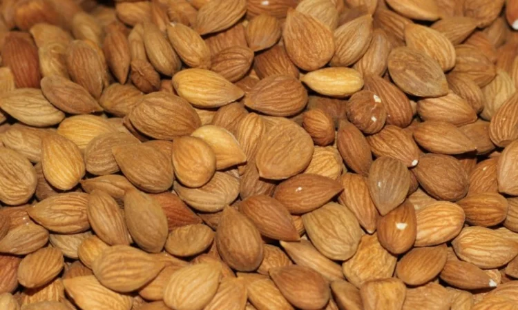 Ядро сладкой абрикосовой косточки - фото № 2