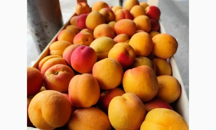 Продам молдавские абрикосы - фото № 1