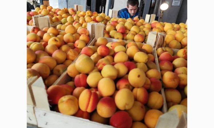 Продам молдавские абрикосы - фото № 2