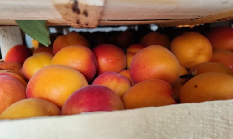 Продам молдавские абрикосы - фото № 4