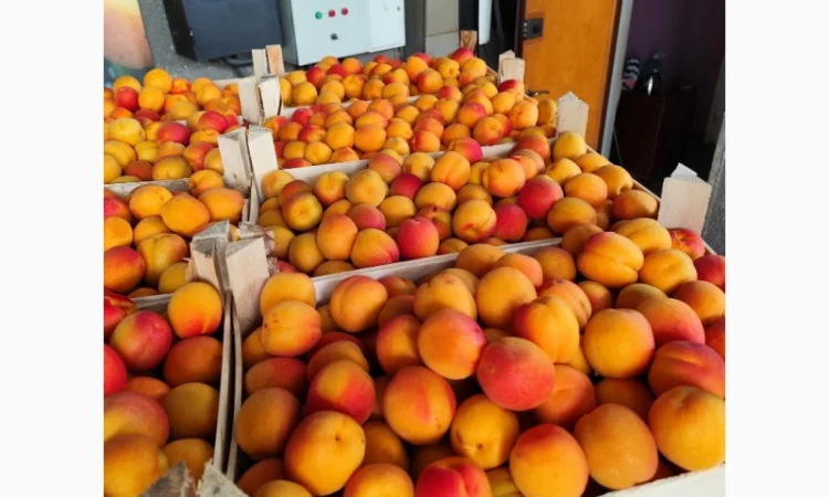 Продам молдавские абрикосы - фото № 5