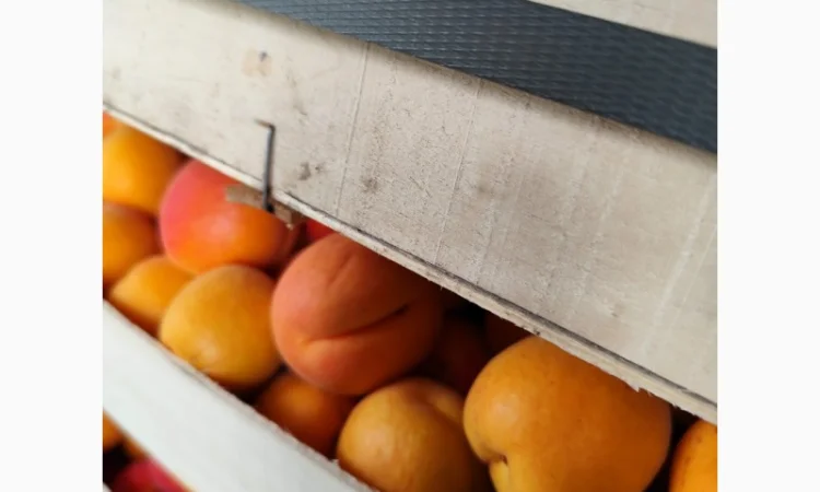 Продам молдавские абрикосы - фото № 6