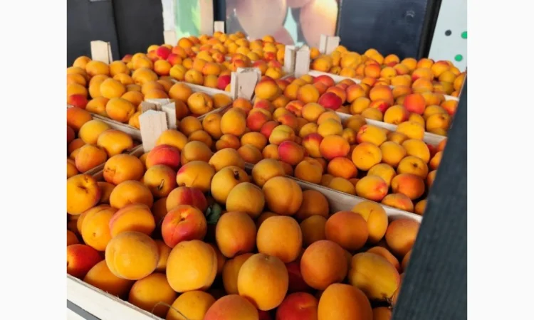 Продам молдавские абрикосы - фото № 7