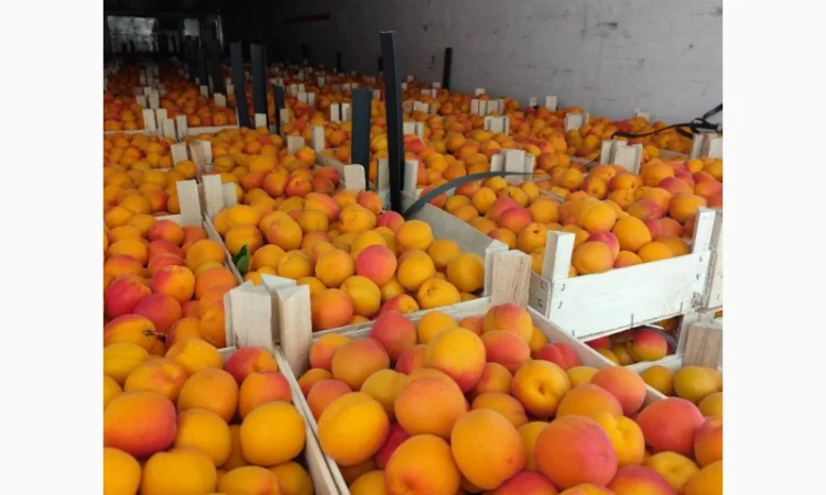 Продам молдавские абрикосы - фото № 8