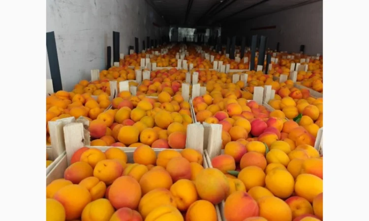 Продам молдавские абрикосы - фото № 9