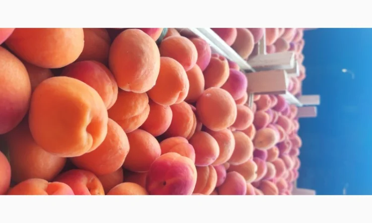 Продам молдавский качественный абрикос - фото № 1