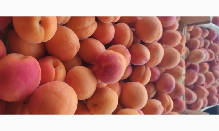 Продам молдавский качественный абрикос - фото № 2