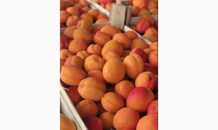 Продам молдавский качественный абрикос - фото № 3