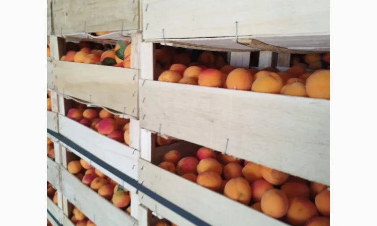 Продам абрикос отличного качества - фото № 1